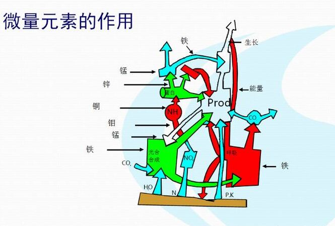 全自动正在播放麻豆厂家分析体内微量元素的互相作用